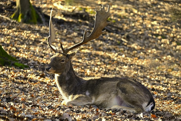 Prachtig dier in een wilde natuur Damherten Dama dama Kleurrijke natuurlijke achtergrond