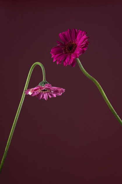Gratis foto prachtig gerbera bloemen arrangement