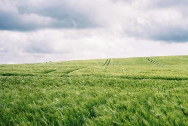 prachtig groen veld met verbazingwekkende bewolkte witte hemel