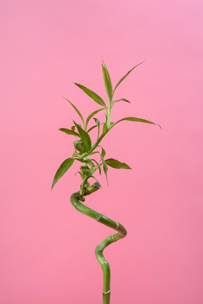 Gratis foto prachtig ikebana arrangement met bamboe