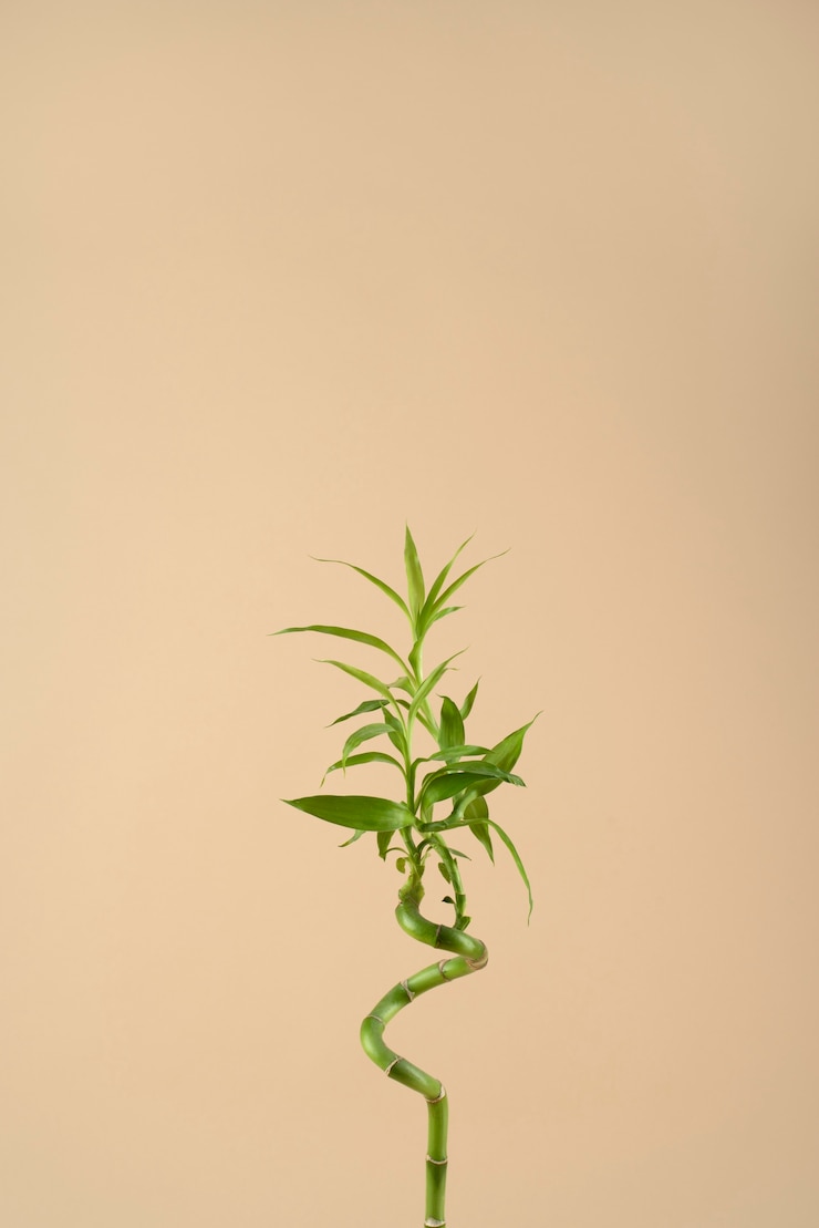 Gratis Foto prachtig ikebana arrangement