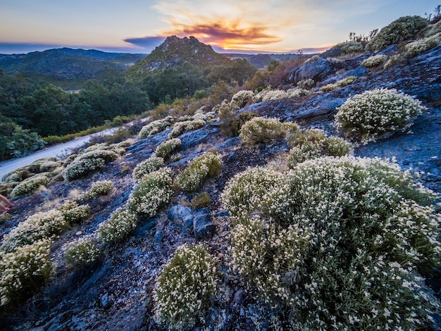 Prachtig landschap met veel struiken in het natuurpark Montesinho