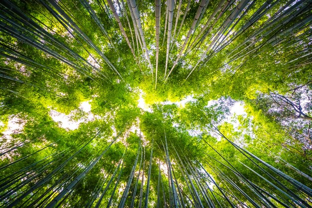 Prachtig landschap van bamboe bos in het bos bij Arashiyama kyoto