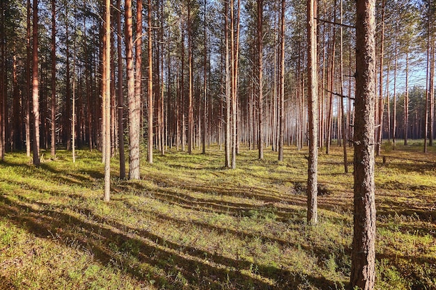 Prachtig landschap van dennenbos in zomerdag. Natuur behang. De hoge bomen van de pijnbomen die in het oude bos groeien.