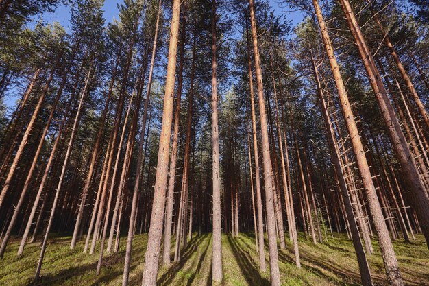 Prachtig landschap van dennenbos in zomerdag. Natuur behang. De hoge bomen van de pijnbomen die in het oude bos groeien.