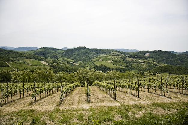 Prachtig landschap van een groene wijngaard omgeven door hoge rotsachtige bergen