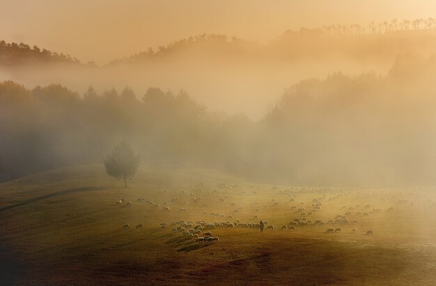 Prachtig landschap van een landschap