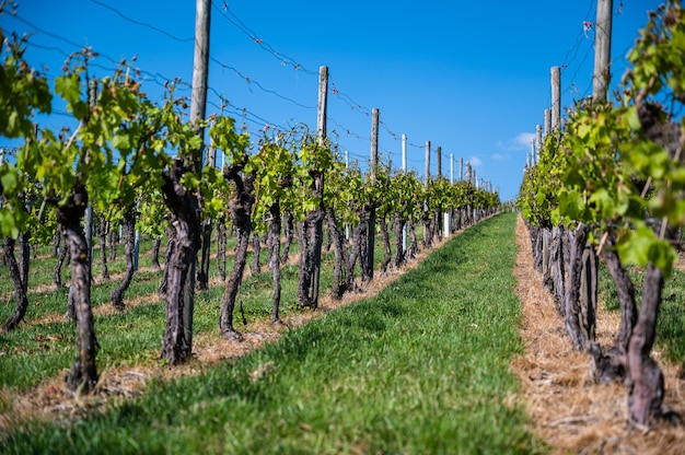 Gratis foto prachtig landschap van een wijngaard onder een heldere blauwe hemel overdag
