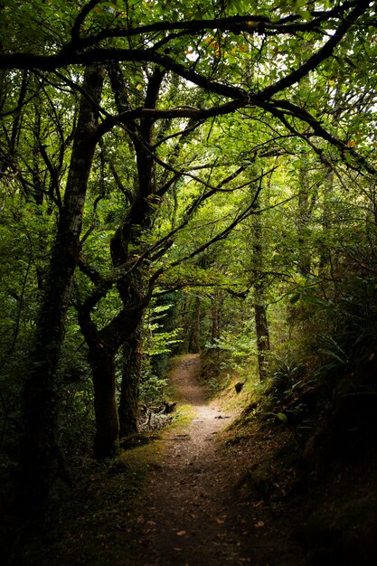 Prachtig natuurlijk boslandschap