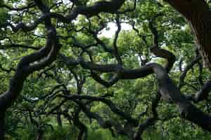 Gratis foto prachtig perspectief op boomkrans met natuurlandschap