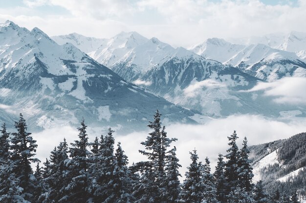 Prachtig schot van bergen en bomen bedekt met sneeuw en mist