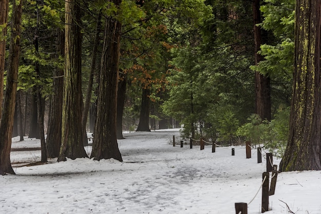 Prachtig schot van hoge bomen met sneeuw bedekte grond in Yosemite National Park