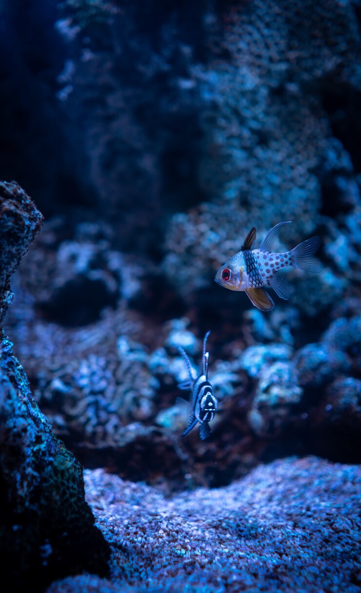 Gratis Foto prachtig schot van koralen en kleine koraalrifvissen onder de helderblauwe oceaan