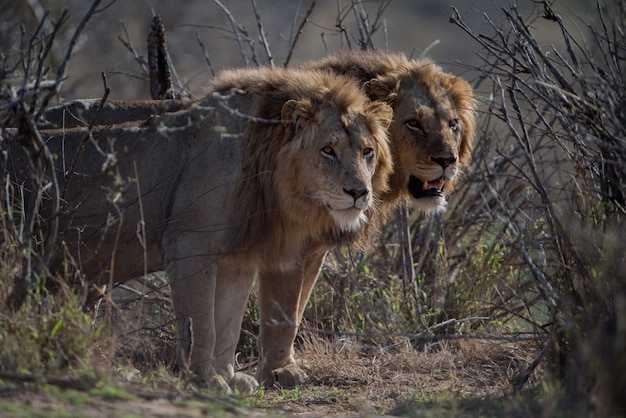 Prachtig schot van twee mannelijke leeuwen