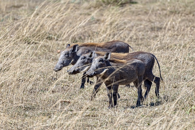 Prachtig shot van de Afrikaanse gewone wrattenzwijnen gespot op een met gras begroeide vlakte