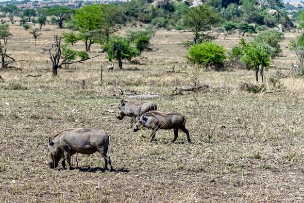 Prachtig shot van de Afrikaanse gewone wrattenzwijnen gespot op een met gras begroeide vlakte