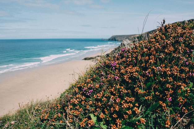 Gratis foto prachtig shot van een baai met planten en bloemen