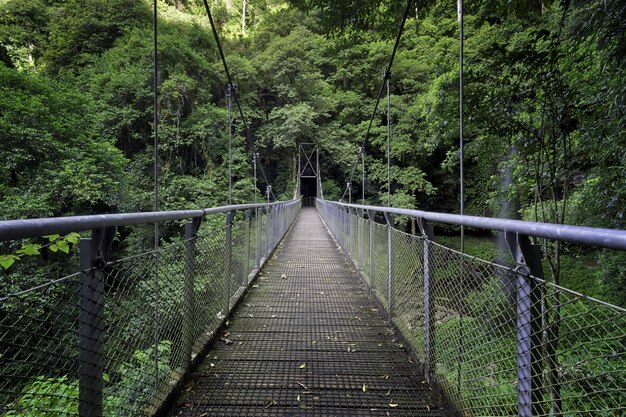 Prachtig shot van een brug midden in een bos omgeven door groene bomen en planten