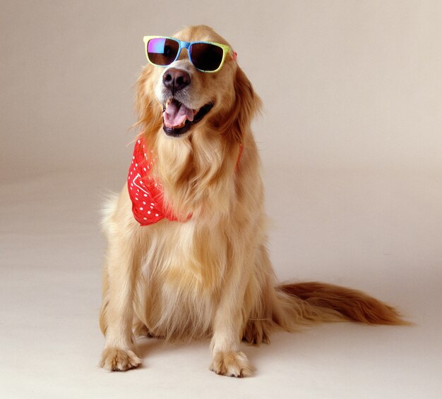 Prachtig shot van een Golden Retriever met een coole zonnebril en een rode zakdoek