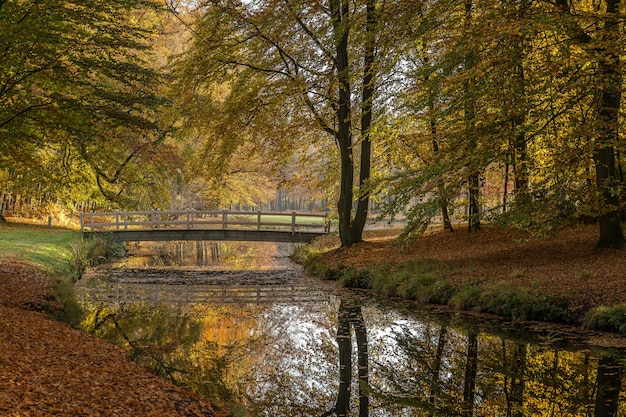 Prachtig shot van een meer in het park en een brug om het meer omgeven door bomen over te steken
