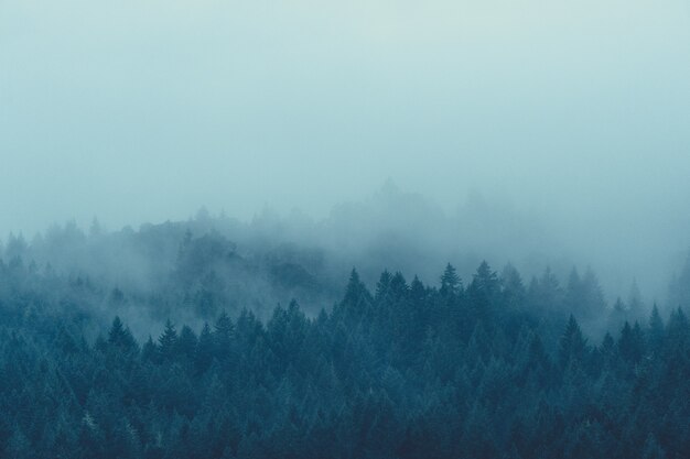 Prachtig shot van een mistig en mistig mysterieus bos