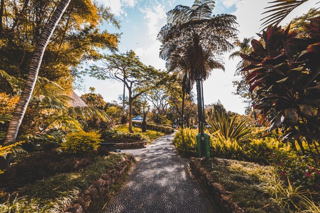 Prachtig shot van een pad in het midden van bomen en planten overdag in Madeira, Portugal