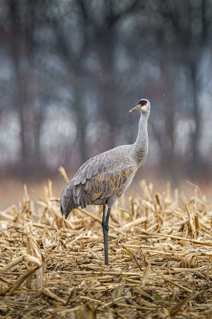 Gratis foto prachtig shot van een sandhill crane-vogel in een veld op een bewolkte dag