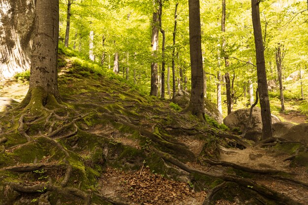 Prachtig stukje natuur bij daglicht