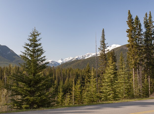 Prachtig uitzicht op bomen en de Rocky Mountains op de achtergrond in Canada