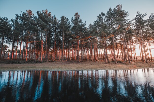 Prachtig uitzicht op de weerspiegeling van de bomen in een meer gevangen in Oostkapelle, Nederland