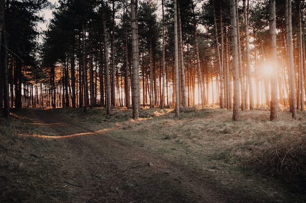 Prachtig uitzicht op de zon schijnt door de bomen in een bos gevangen in Oostkapelle, Nederland