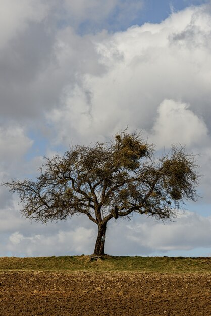 Prachtig uitzicht op een eenzame boom in het midden van een veld op een achtergrond van wolken