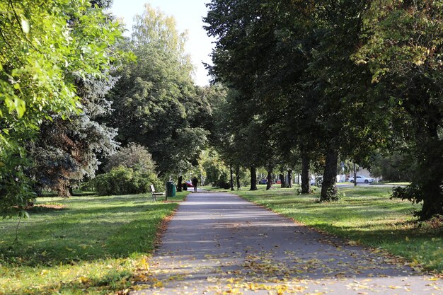 Prachtig uitzicht op een stoep omgeven door hoge bomen op grasvelden