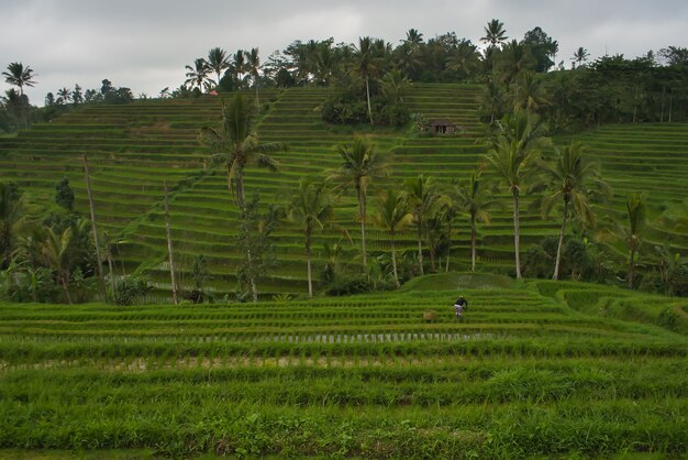 Prachtig uitzicht op het rijstveld in Bali, Indonesië