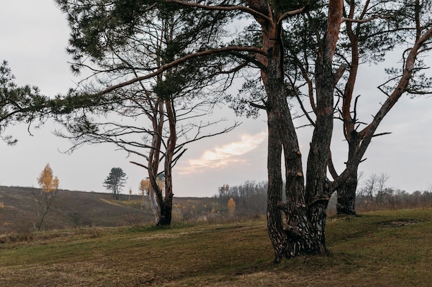 Prachtig uitzicht op landelijke natuur