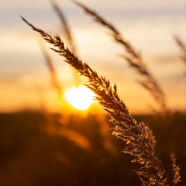 Gratis foto prachtig uitzicht op ochtendlicht