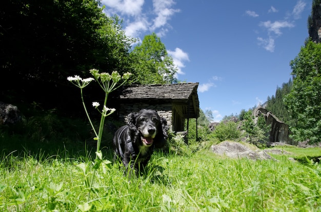 Prachtig uitzicht van een zwarte pup die midden in het veld loopt, omringd door bomen