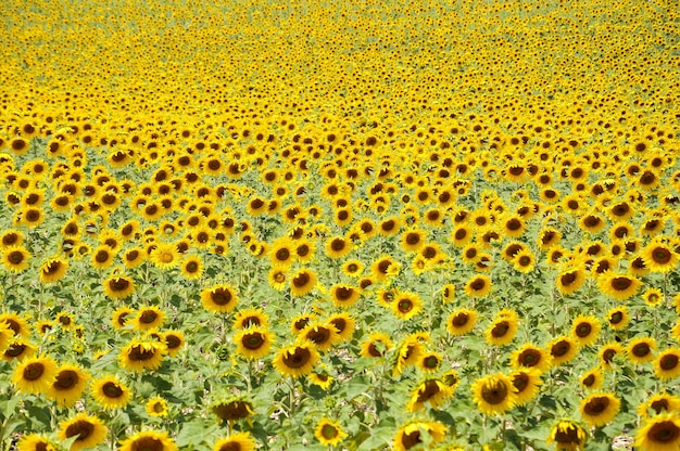 Prachtig uitzicht van zonnebloemen groeien op het gebied van zonnebloem op een zonnige dag