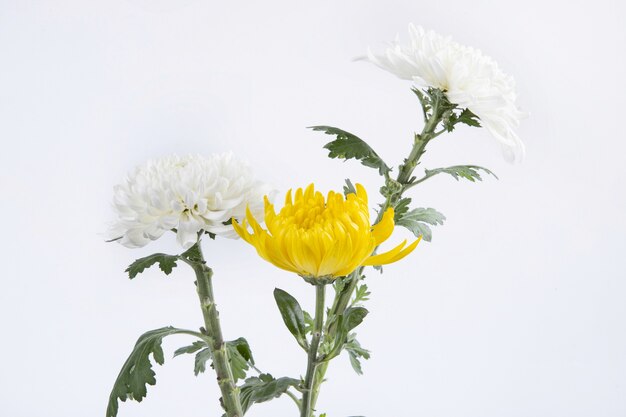 Prachtig van gele en witte chrysantenbloemen