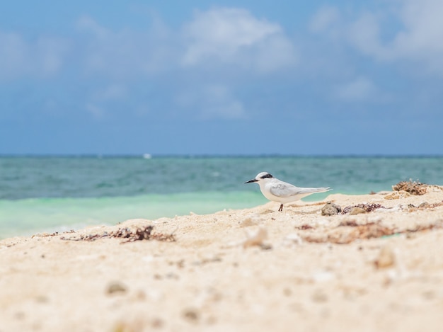Prachtig zeegezicht met een witte vogel die op de kust in Nieuw-Caledonië loopt