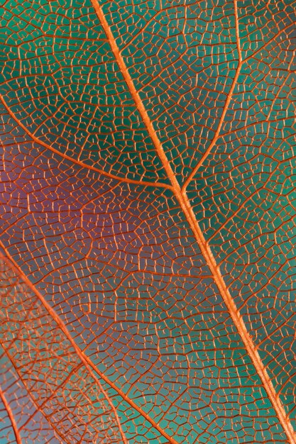Prachtige abstracte herfstbladeren met oranje aderen