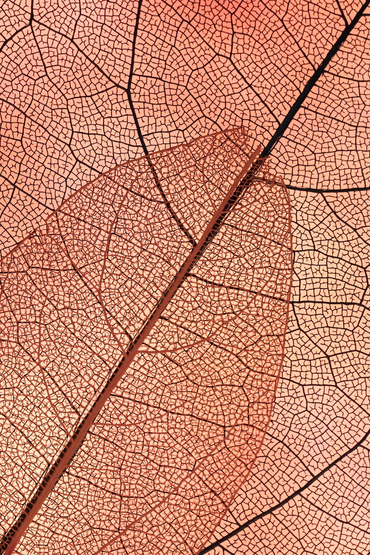 Gratis Foto prachtige abstracte herfstbladeren