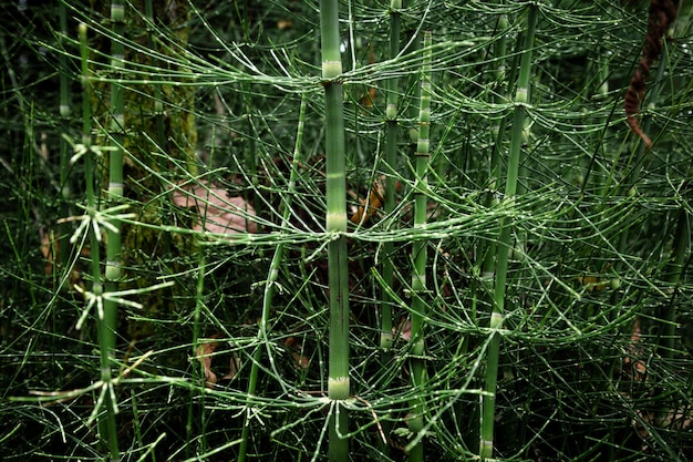 Gratis foto prachtige exotische planten