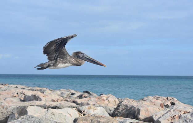 Prachtige foto van een drijvende pelikaan in aruba