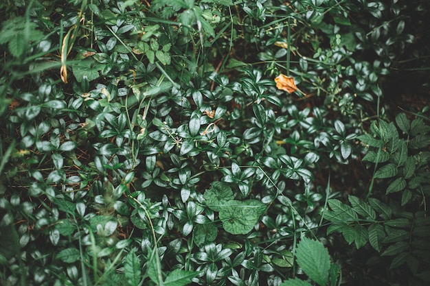 Prachtige groene struiken vol bladeren gevangen in het midden van een tropisch bos