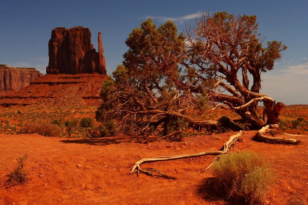 Prachtige landschapsopname van een grote boom in een sinaasappelwoestijn in de Oljato-Monument Valley in Arizona