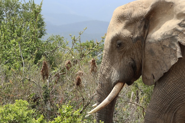 Prachtige modderige olifant bij de struiken en planten in de jungle