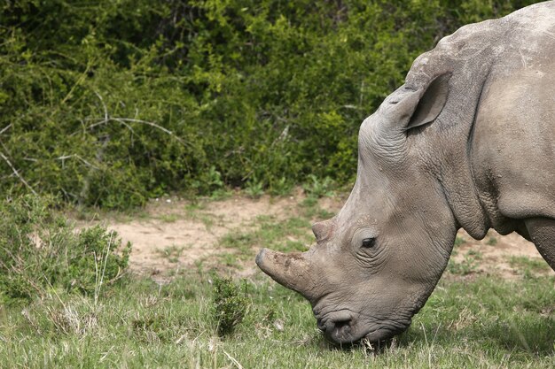 Prachtige neushoorn grazen op de met gras bedekte velden in het bos