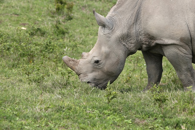 Prachtige neushoorn grazen op de met gras bedekte velden in het bos