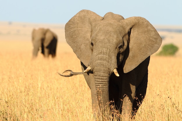 Gratis foto prachtige olifant met een gebroken slagtand